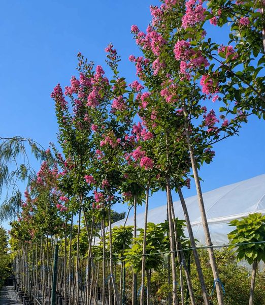 Lagerstroemia indica pink na 200cm kmeni